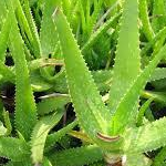 �����������������C���[�W